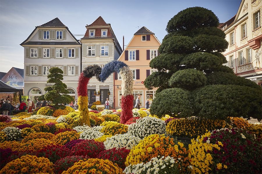Chrysanthema Lahr — Blütenmeer in der Innenstadt